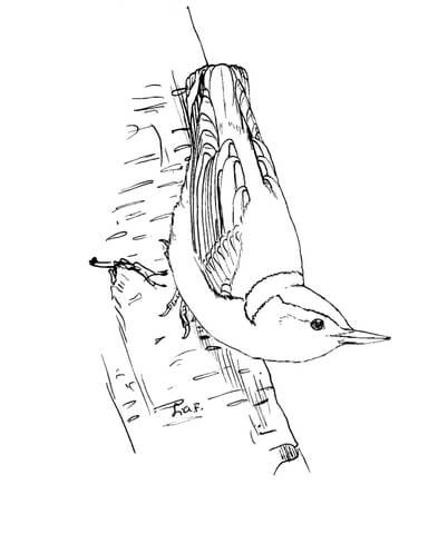 White Breasted Nuthatch Coloring Page